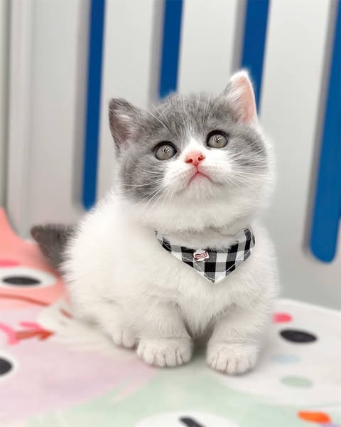 Munchkin