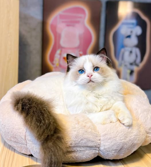 Ragdoll
