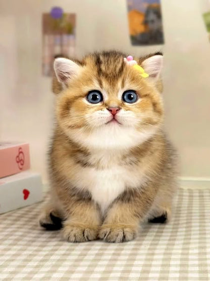 British Shorthair