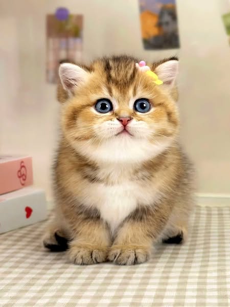 British Shorthair