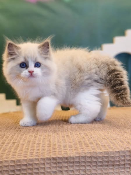 Ragdoll