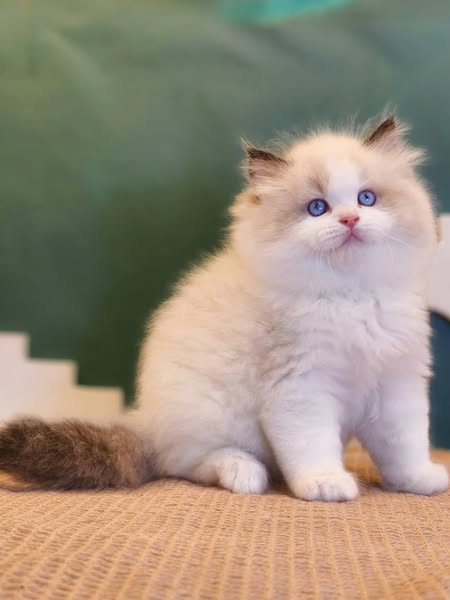 Ragdoll