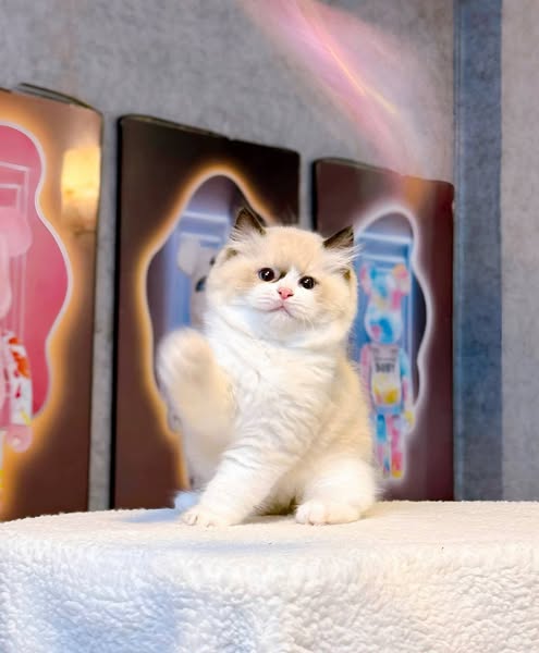 Ragdoll