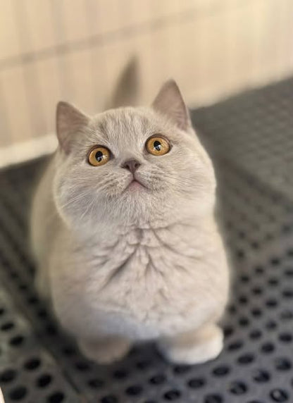 Munchkin
