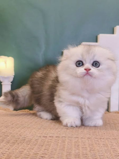 Munchkin Longhair