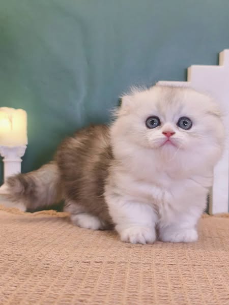 Munchkin Longhair