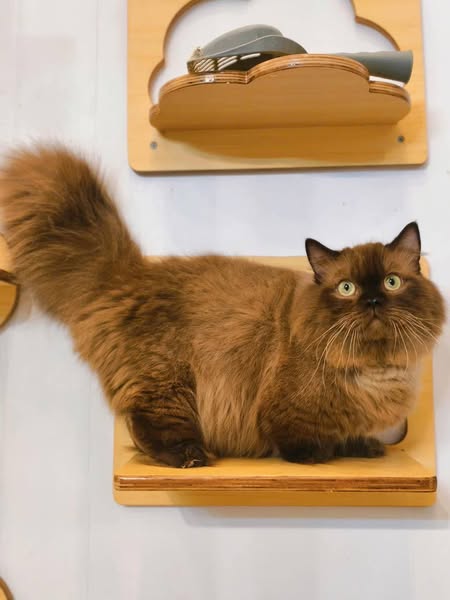 Munchkin Longhair