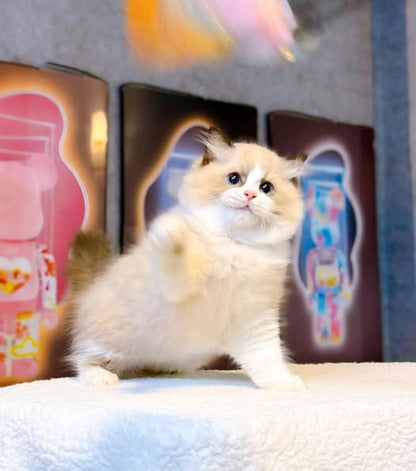 Ragdoll