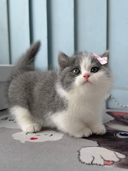 Munchkin