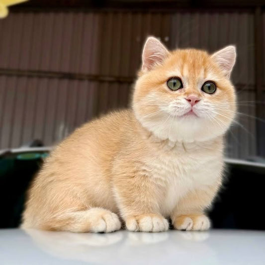 Munchkin