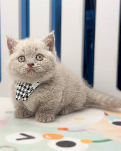 Munchkin