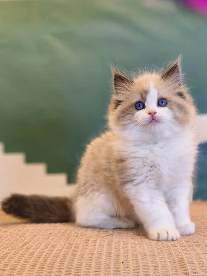 Ragdoll