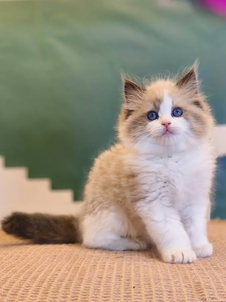 Ragdoll