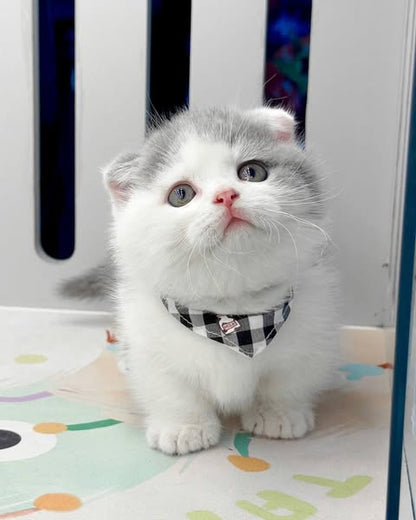 Munchkin Fold