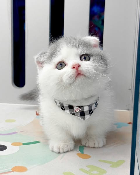 Munchkin Fold