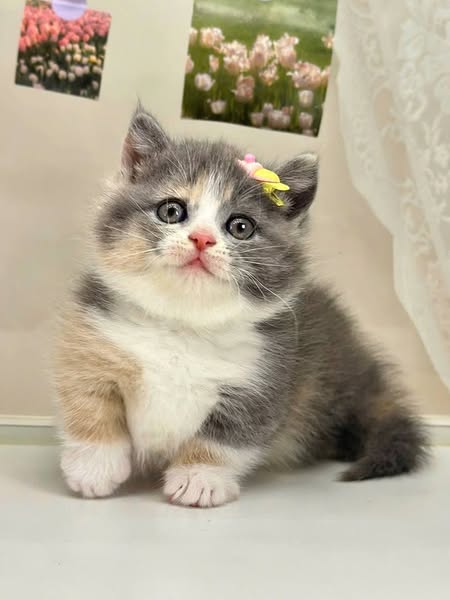 Munchkin