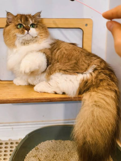 Munchkin