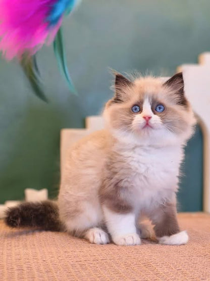 Ragdoll