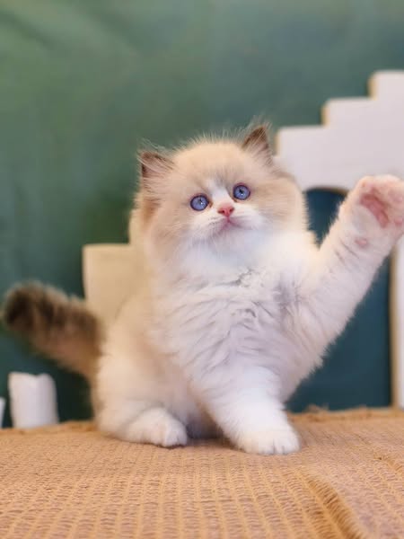 Ragdoll