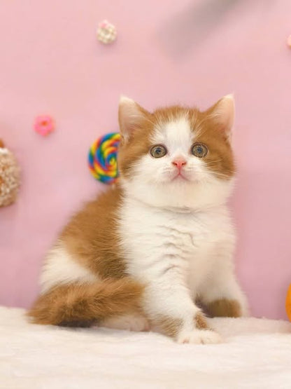 British Shorthair