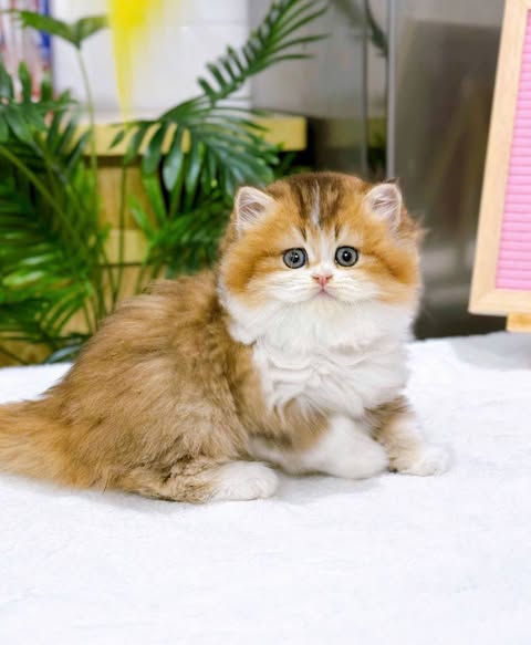 British Longhair