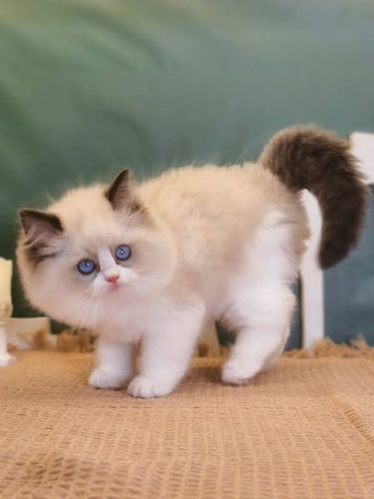 Ragdoll
