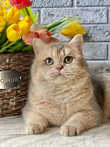 British Shorthair
