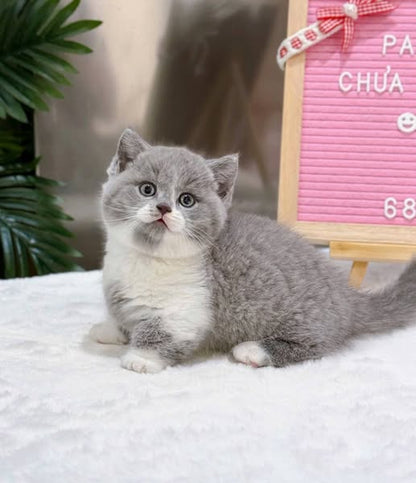 British Shorthair