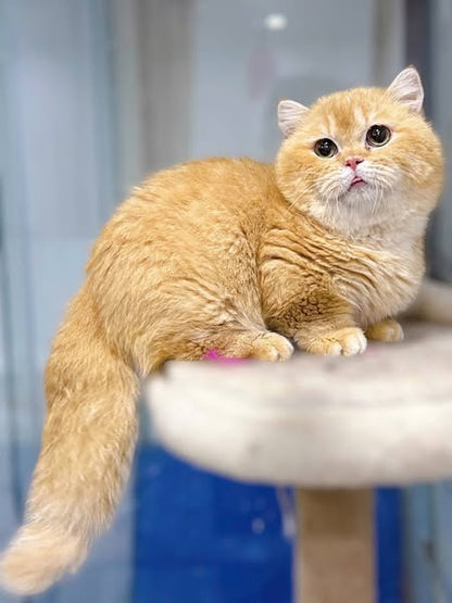 Munchkin