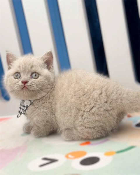 Munchkin