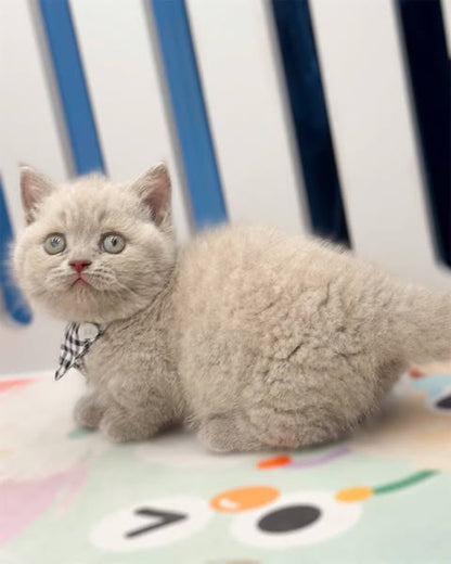 Munchkin