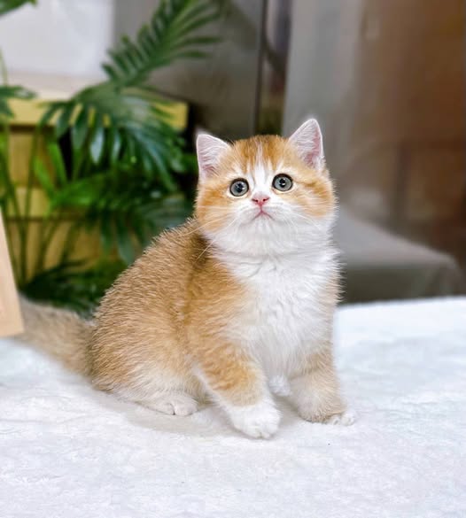 British Shorthair