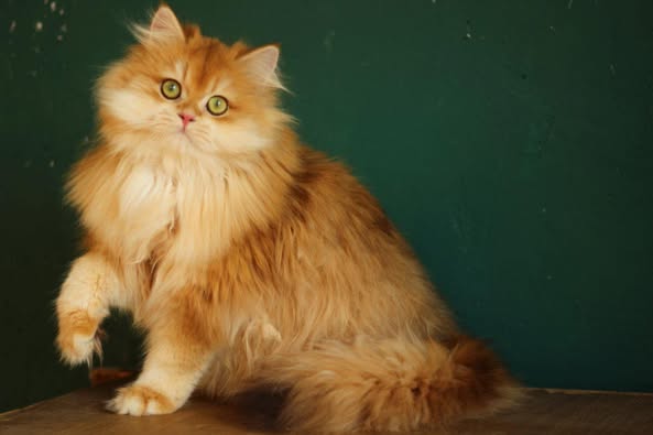 British Longhair
