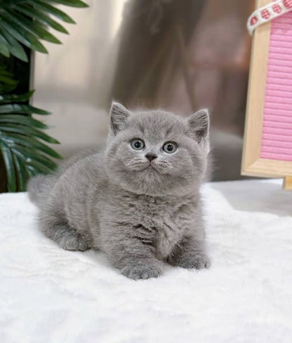 British Shorthair