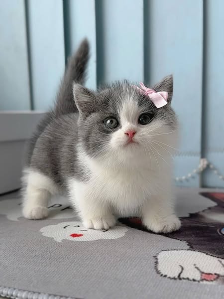 Munchkin