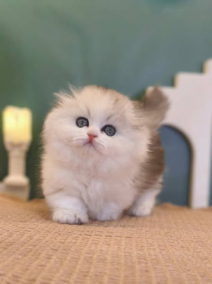 Munchkin Longhair