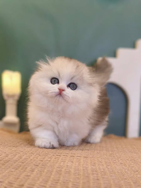Munchkin Longhair