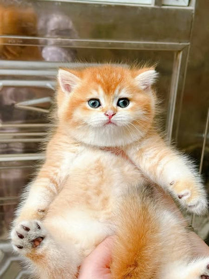 British Shorthair