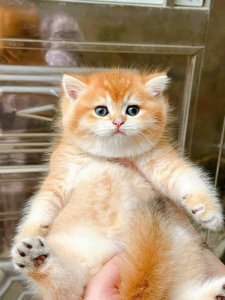 British Shorthair