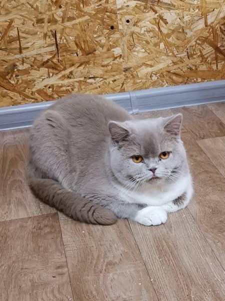British Shorthair