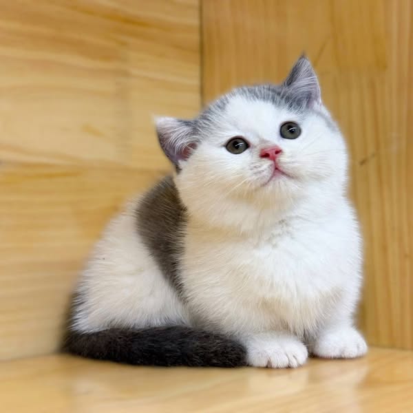 Munchkin
