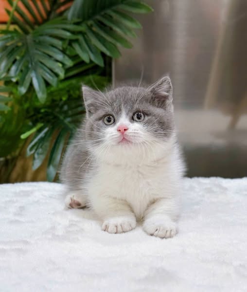 British Shorthair