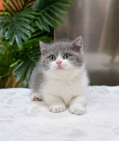 British Shorthair