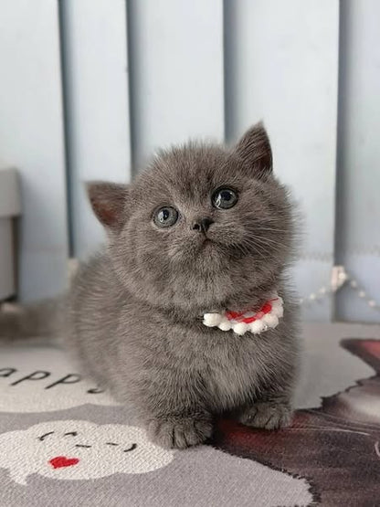 Munchkin