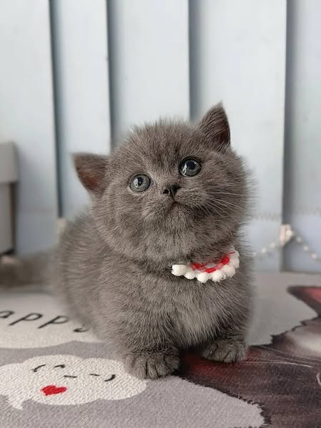 Munchkin