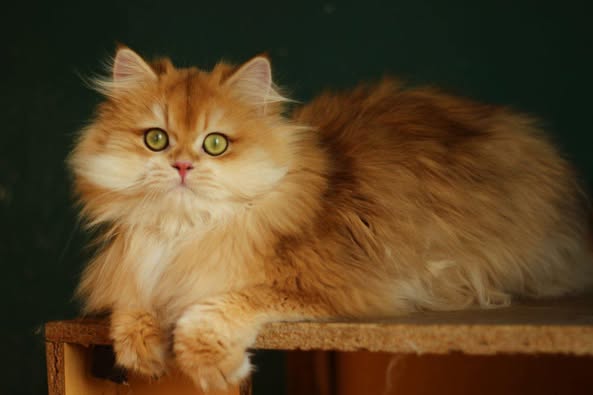 British Longhair