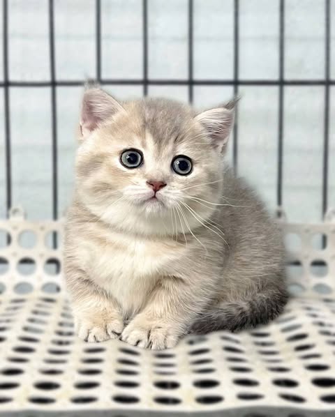 Munchkin