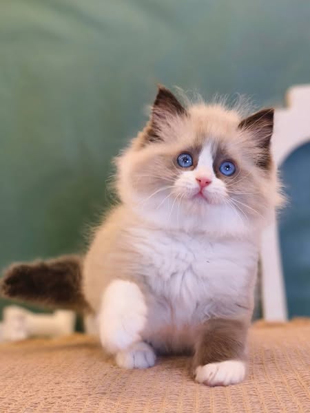 Ragdoll
