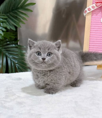 British Shorthair