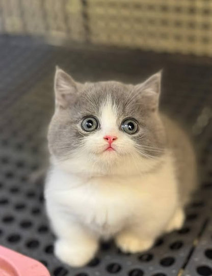 Munchkin